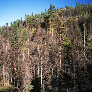 Western Spruce Budworm infestation - Hwy 244 - Starkey OR 1991